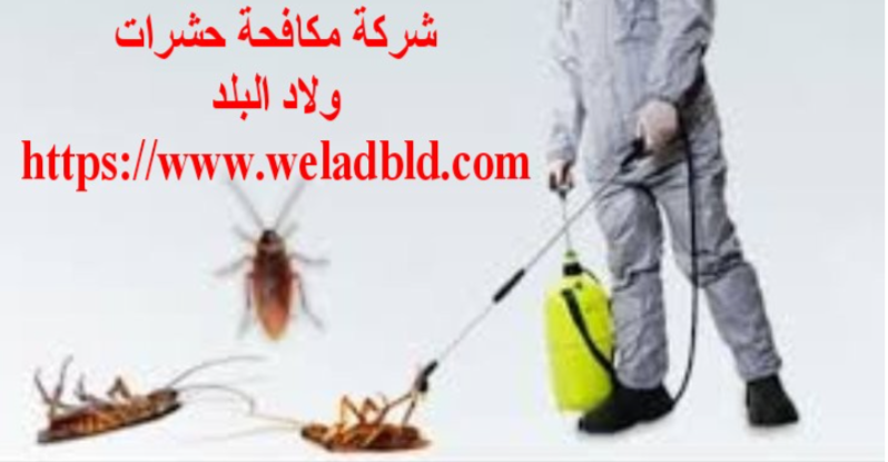حشرات - اقوي شركة مكافحة حشرات في ابوظبي0508084006 Do